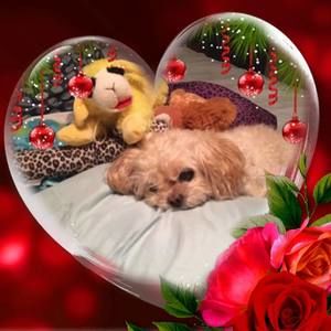 Meet your Posher, Lynette